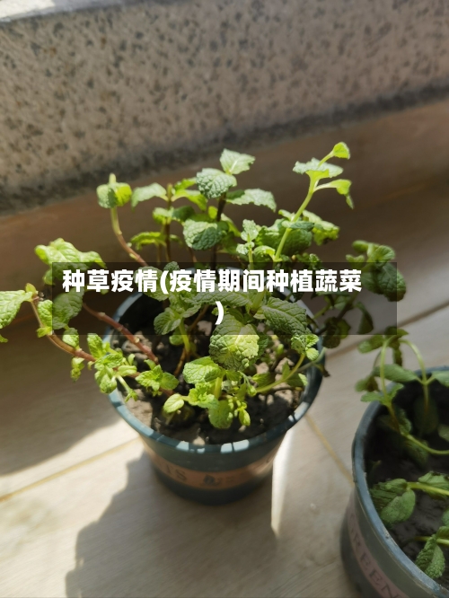种草疫情(疫情期间种植蔬菜)